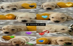 Golden Retriever dogs for sale: Fully health Tested Golden Retriever puppies - Image 7