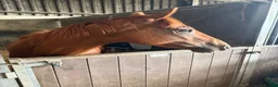 English Thoroughbred horses for sale: OTTB Chestnut Mare - Advert 3