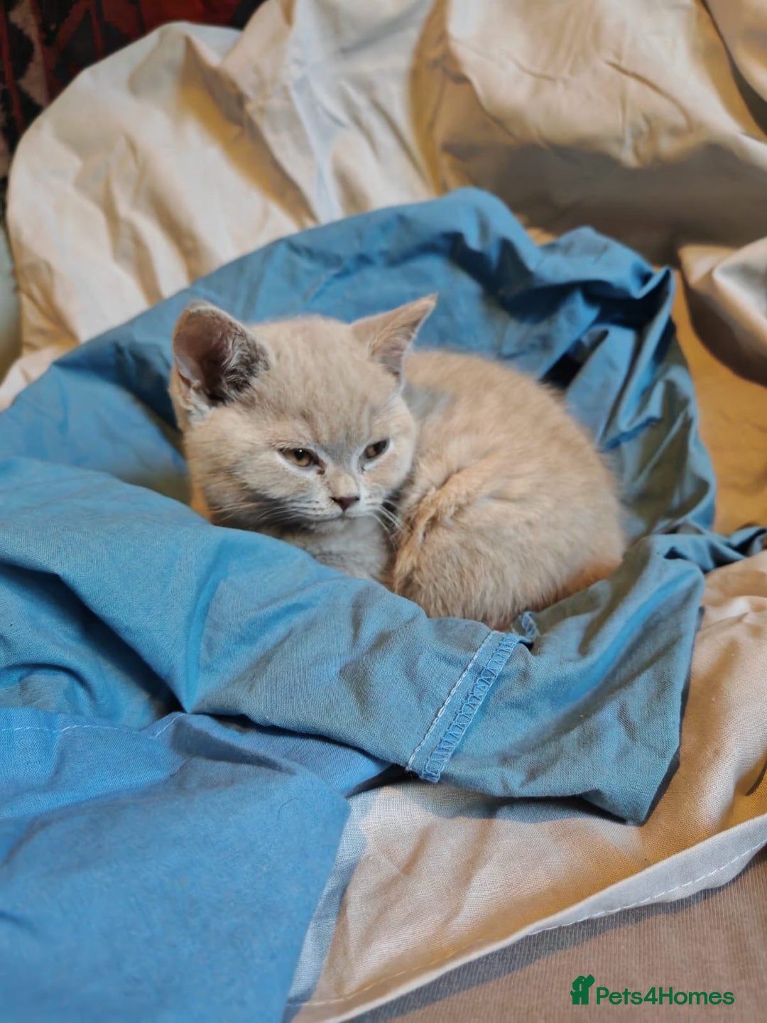 British Shorthair cats for sale: Blue/Lilac British Shorthair Kittens - Advert 9