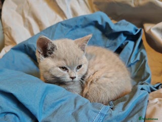 British Shorthair cats Blue/Lilac British Shorthair Kittens - Advert 1