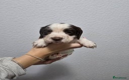 Cocker Spaniel dogs for sale: Stunning working cocker spaniel pups  - Advert 10