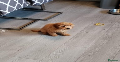 Cavapoo dogs - Advert 1