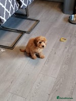 Cavapoo dogs - Advert 10