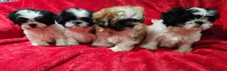 Shih Tzu dogs for sale: Shih tzu  in Downpatrick - Advert 4