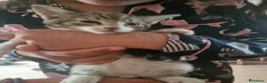 Mixed Breed 2