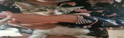 Mixed Breed cats for sale: 4 kittens : 2 male 2 female - Advert 4