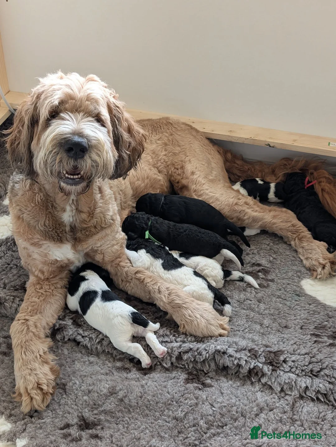 Saint Berdoodle dogs for sale: Chunky St Berdoodle puppies available mid July in Chelmsford - Advert 11