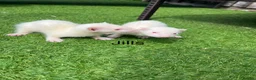 Ferret rodents for sale: 2 Hobs 1 Jills all albino ready to go  - Advert 2