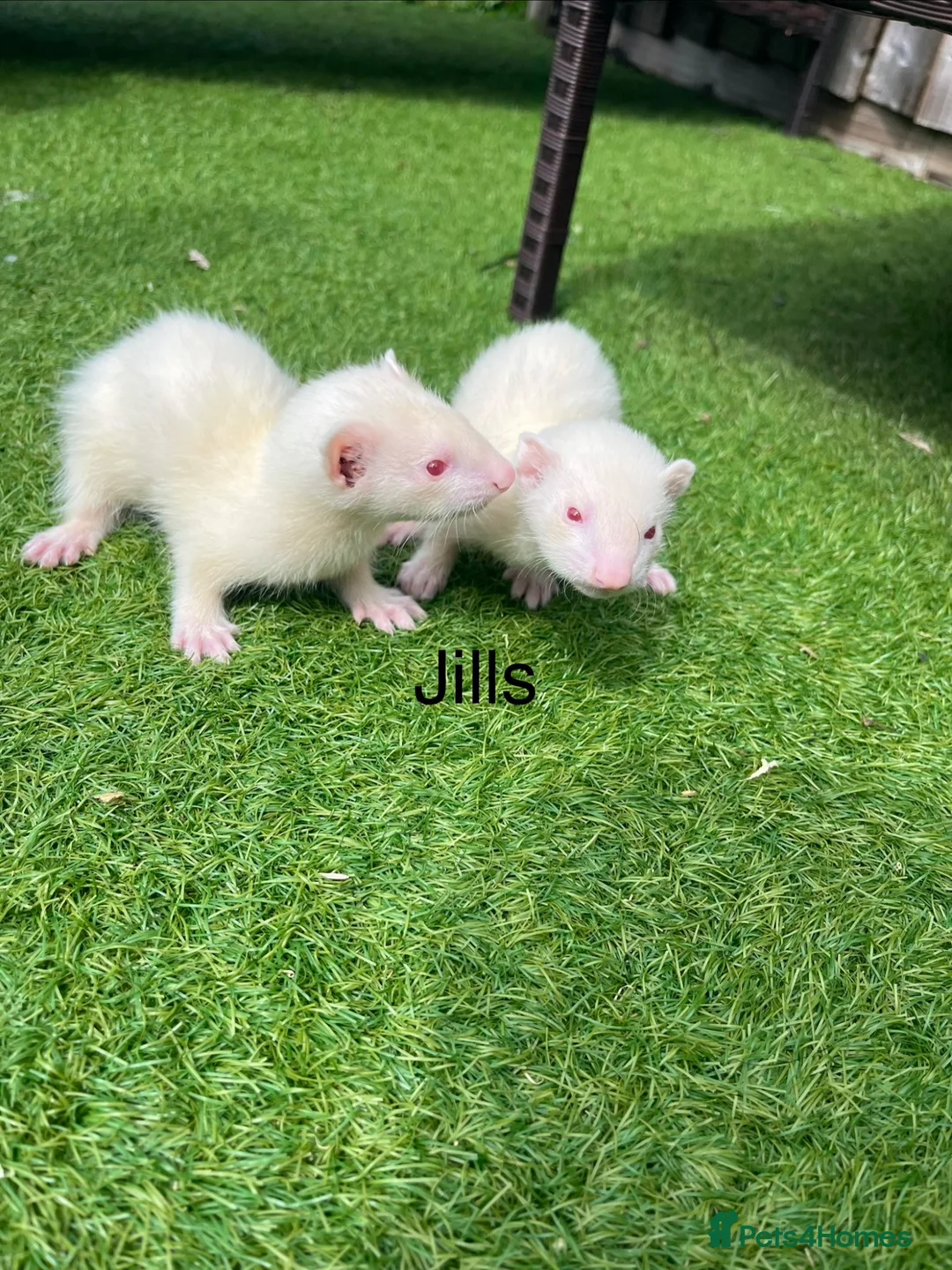 Ferret rodents for sale: 2 Hobs 1 Jills all albino ready to go  - Advert 2