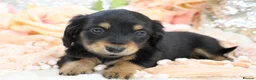 Miniature Dachshund dogs for sale: KC Longhair Miniature Dachshund Puppies - Advert 35