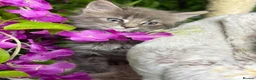 Maine Coon cats for sale: Mainecoon  - Advert 4