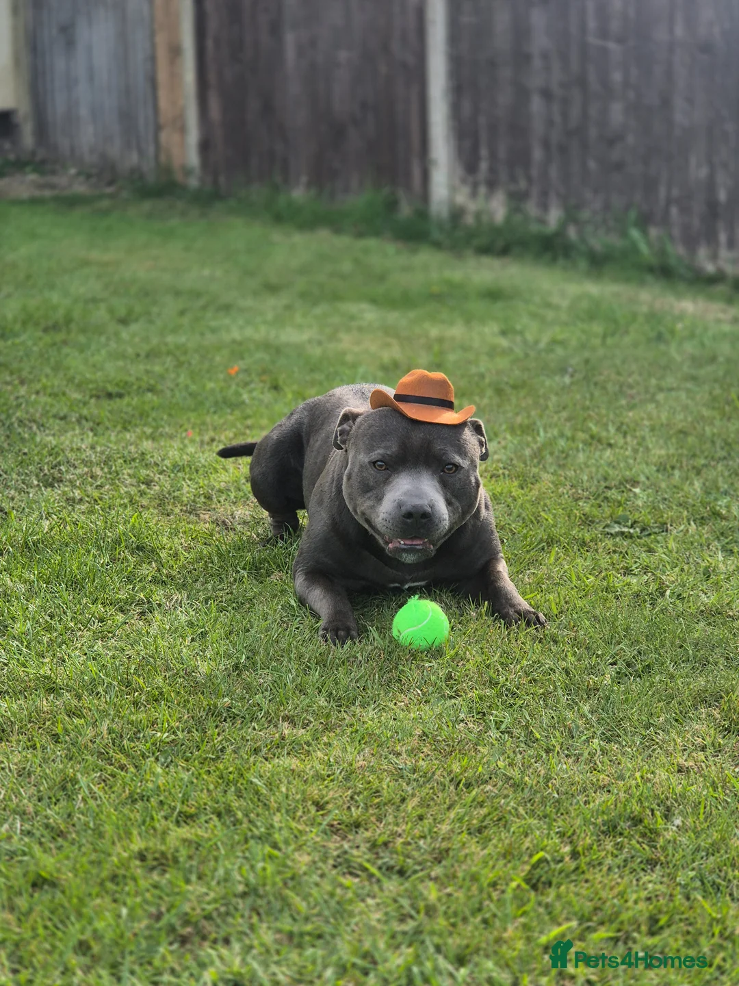 Staffordshire Bull Terrier dogs for stud: 👑Champion Blue Bloodline👑 - Axel - Advert 2