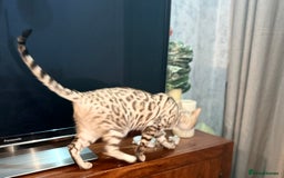 Bengal cats for sale: Snow bengal female  - Image 2