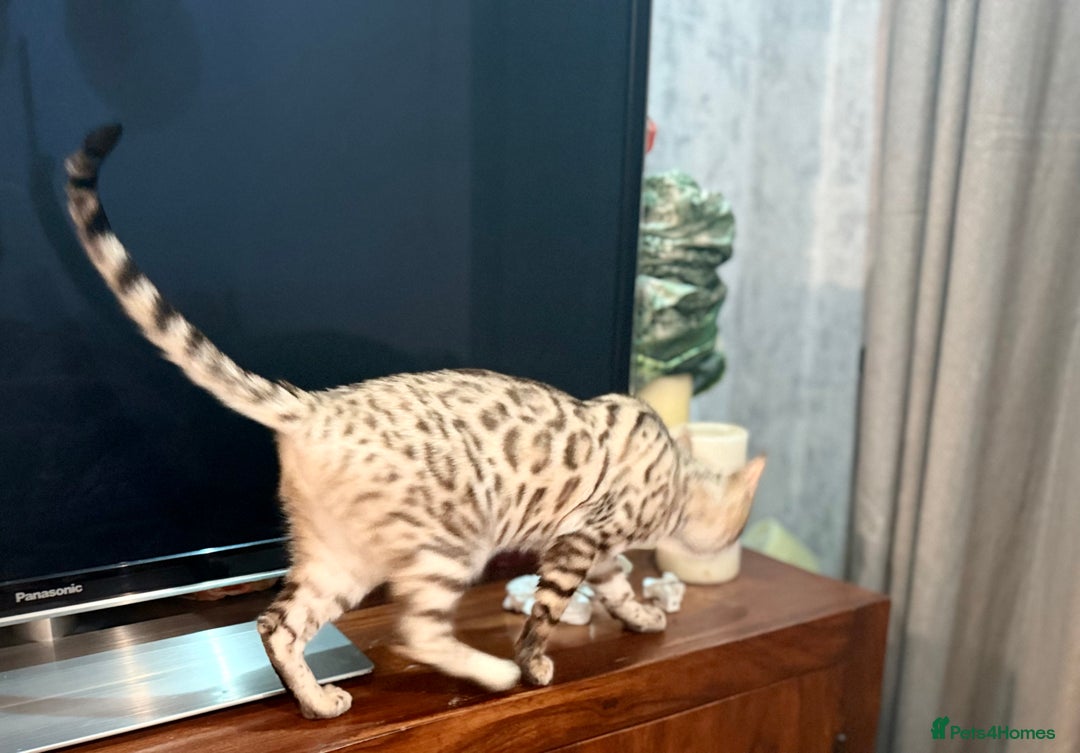 Bengal cats for sale: Snow bengal female  - Image 2