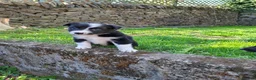 Border Collie dogs for sale: Gorgeous collie pups  - Advert 2