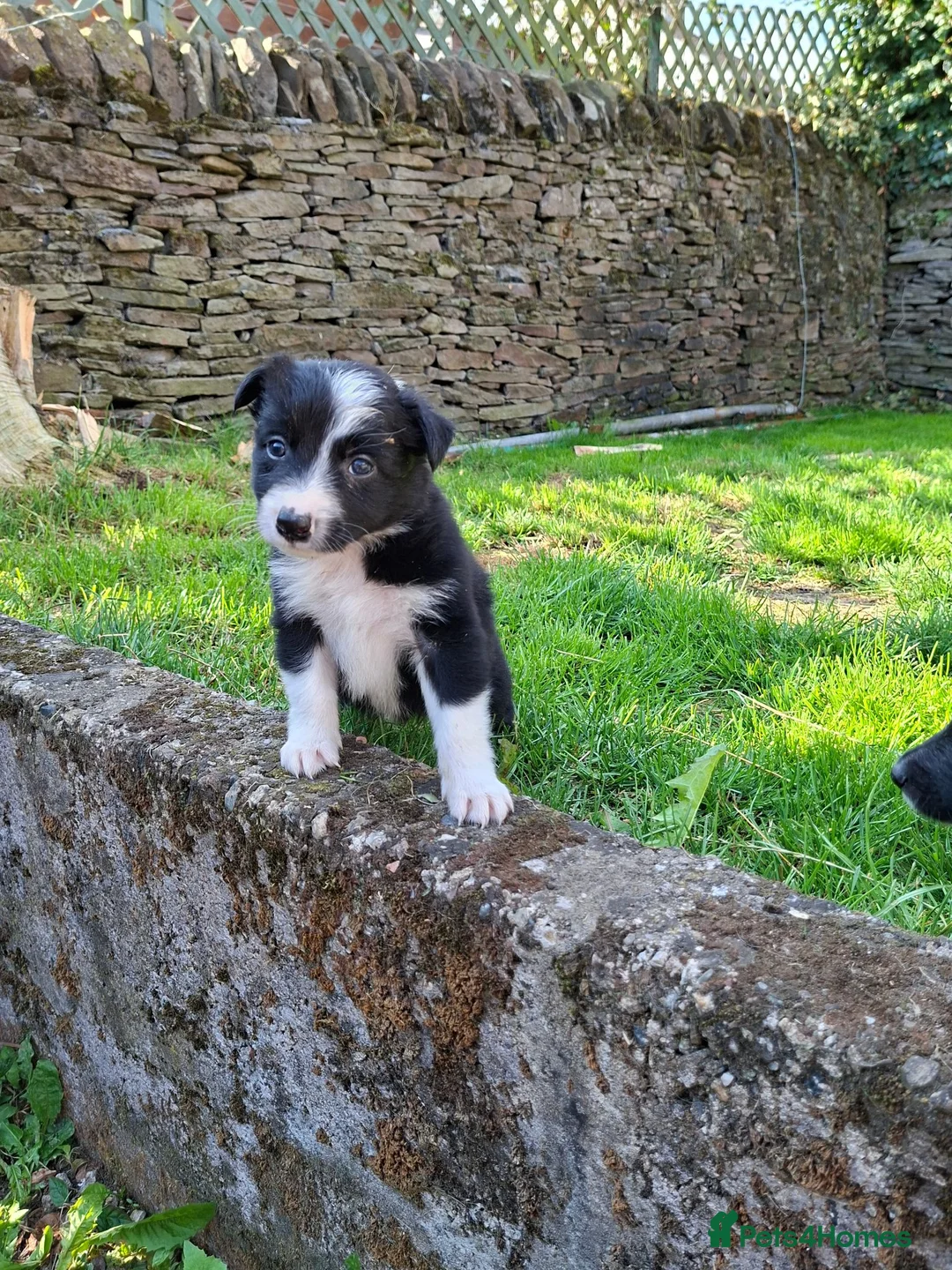 Border Collie dogs for sale: Gorgeous collie pups  - Advert 2