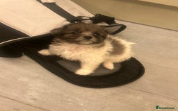 Mixed Breed dogs for sale: Beautiful Pomachons  - Image 7