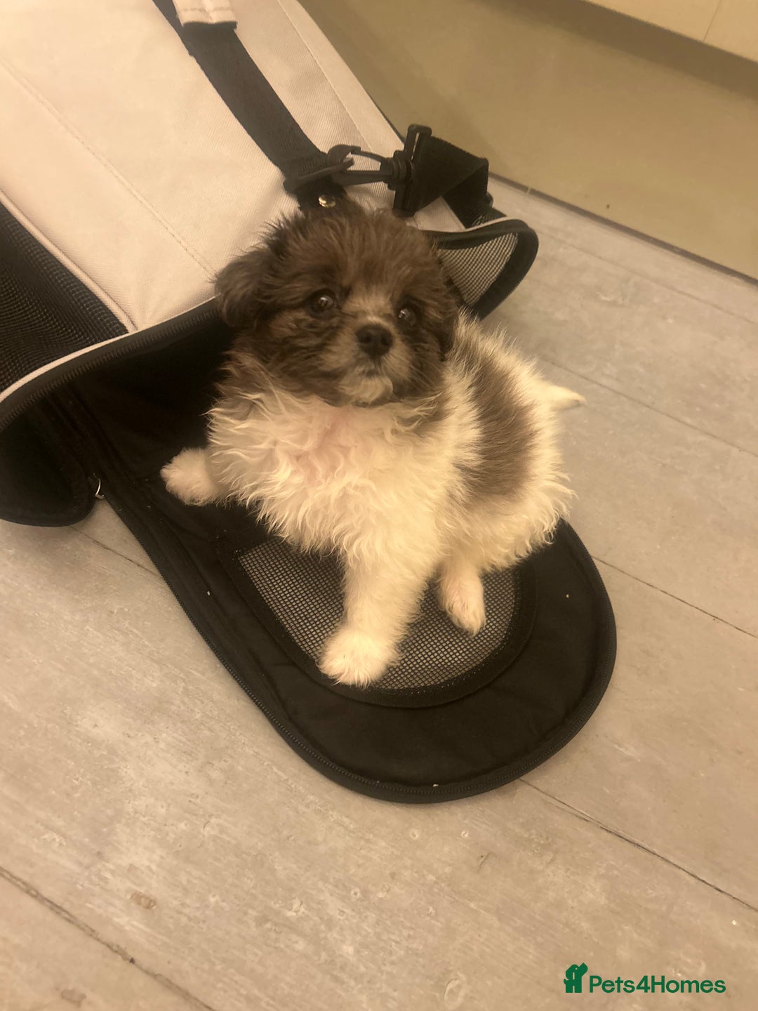 Mixed Breed dogs for sale: Beautiful Pomachons  - Image 7