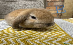 Mini Lop rabbits for sale: Mini Lop Rabbits For Sale  - Image 6