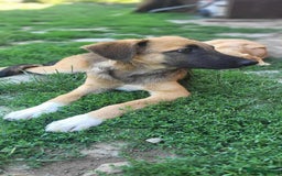 Mixed Breed dogs for adoption: CADBURY 5 months M playful/loves dogs, kids, cats! - Image 8