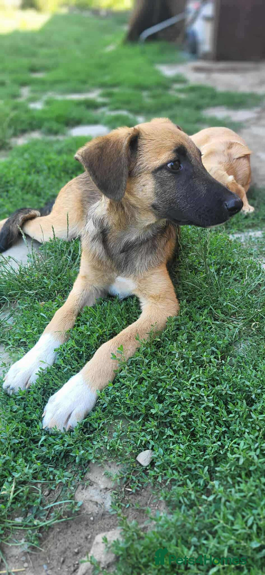 Mixed Breed dogs for adoption: CADBURY 5 months M playful/loves dogs, kids, cats! - Image 8