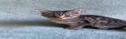 Mixed Breed cats for sale: BSH x boy kittens  - Advert 17