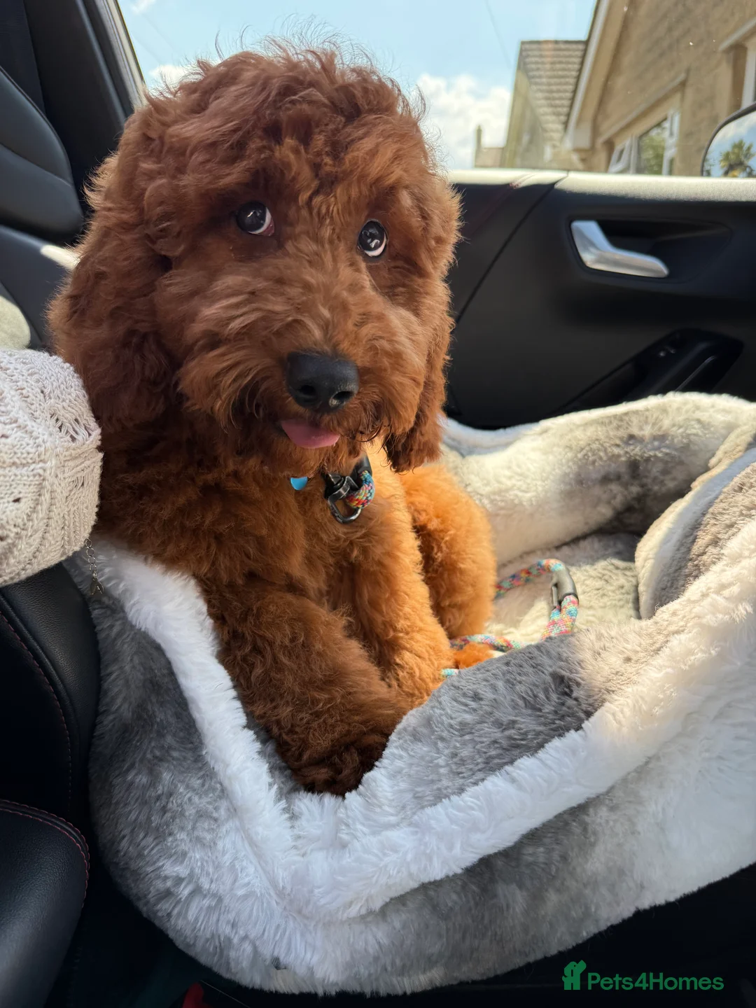 Cockapoo dogs for sale: Handsome 1 year old cockapoo Elvis 💙 - Advert 3