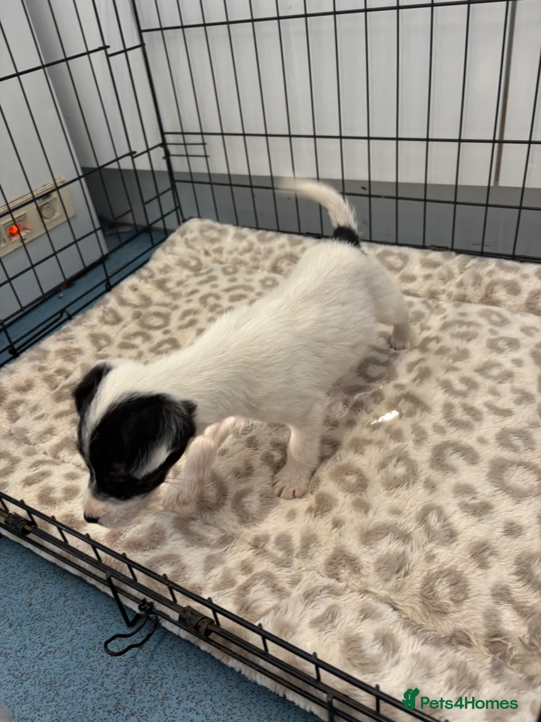 Mixed Breed dogs for sale: Cockerjacks  - Advert 2