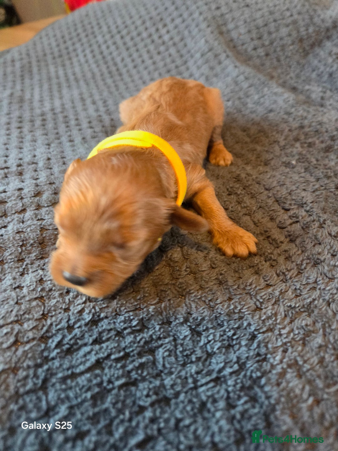 Cavapoo dogs for sale: Minature cavapoos - Advert 24