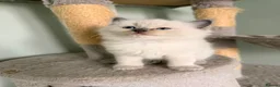 Ragdoll cats for sale: Beautiful Blue-Eyed Ragdoll Kittens - Advert 18