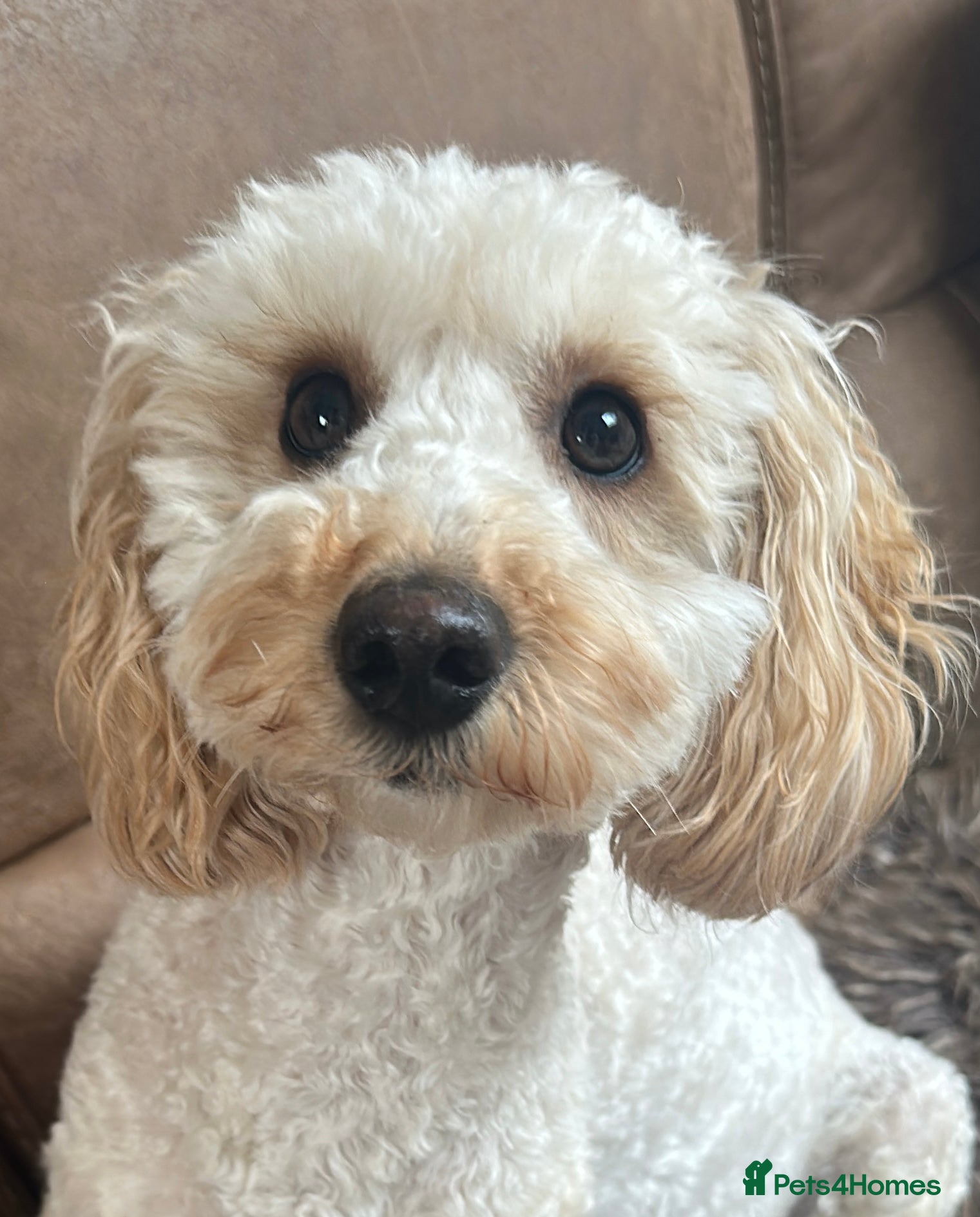 Mixed Breed dogs F1b cockapoo puppies.  in Basingstoke - Advert 1