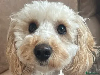 Mixed Breed dogs F1b cockapoo puppies. in Basingstoke - Advert 1