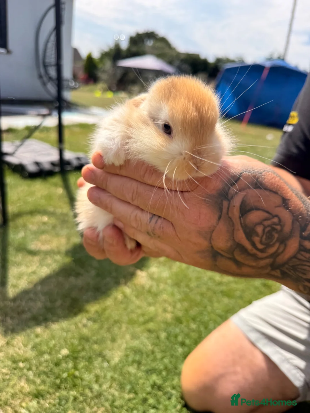 Mini Lop rabbits for sale: Baby boy mini Lop for sale 💙 - Advert 1