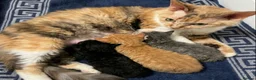 Mixed Breed cats for sale: Beautiful LePerm cross kittens  - Advert 7