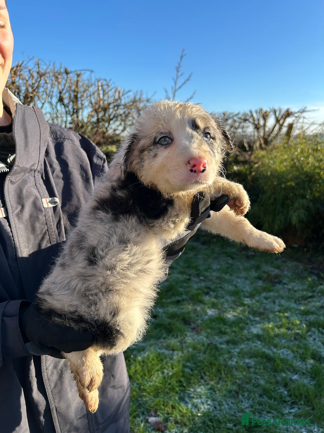 Border Collie dogs for sale: BEAUTIFUL BORDER COLLIE PUPS - Advert 14