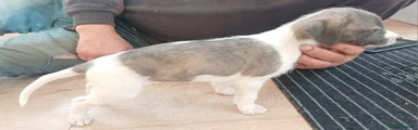 Mixed Breed 6