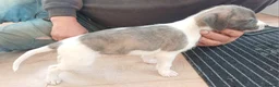 Mixed Breed dogs for sale: Bedlington whippet/Bedlington greyhound x whippet - Advert 13