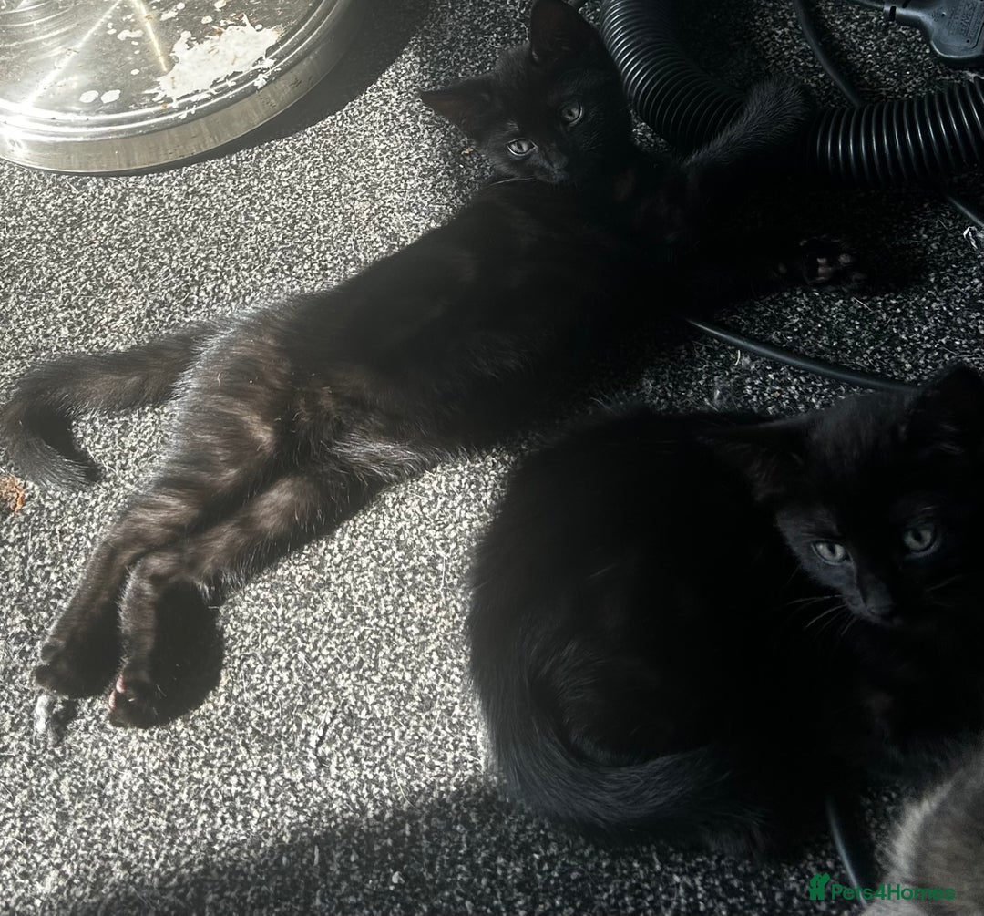 Mixed Breed cats for sale: Black tabby kittens for sale - Image 2