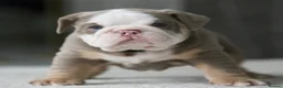 English Bulldog dogs for sale: ***EPIC BULLYZ RARE BULLDOGS*** in Halesowen - Advert 5