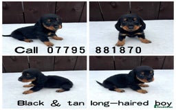 Miniature Dachshund dogs for sale: Dachshund puppies 5Boys  - Image 12