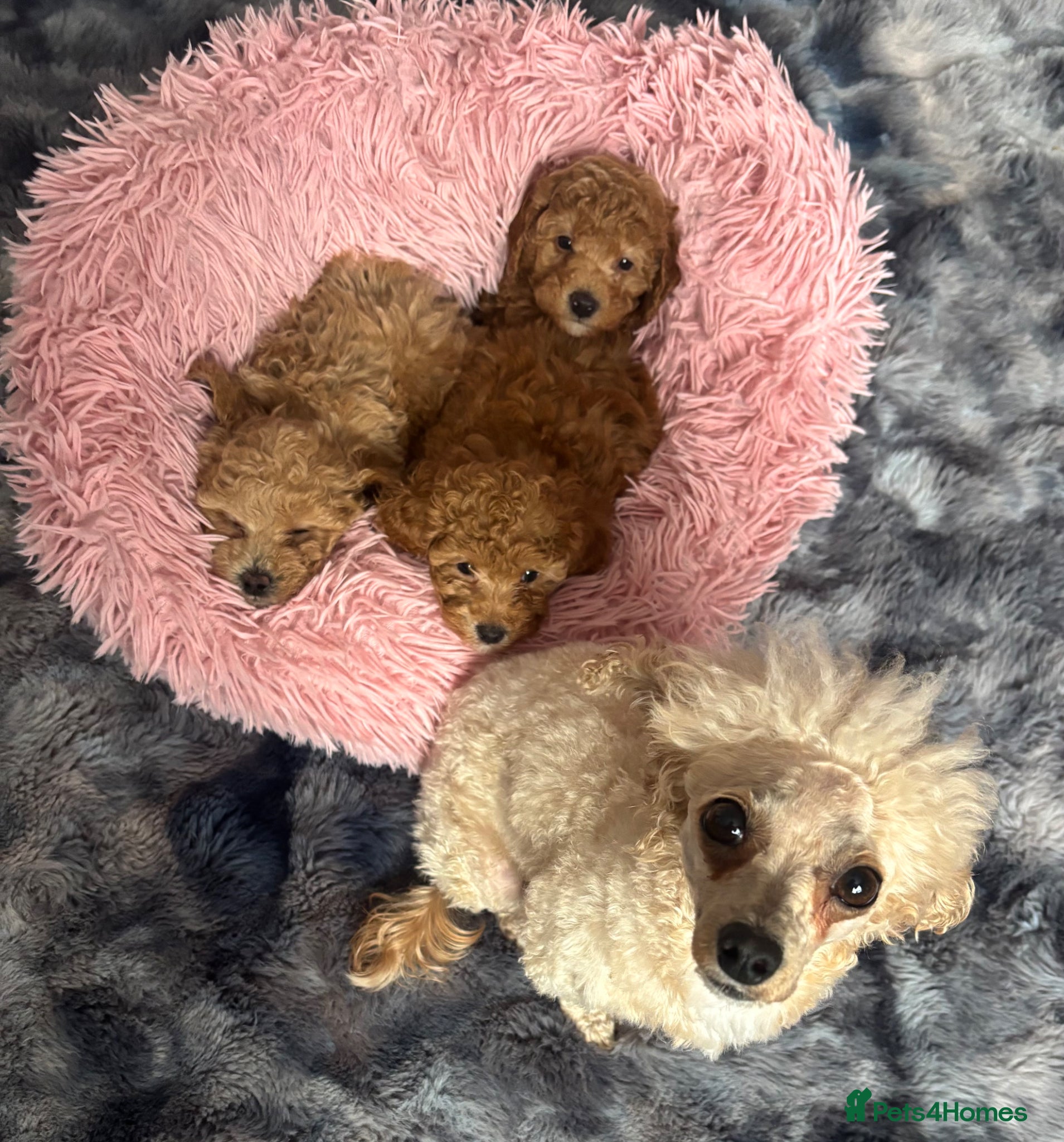 Poochon dogs Toy Poodle puppies  - Advert 2