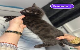 Bengal cats for sale: Gorgeous Bengal X Kittens!! - Image 21