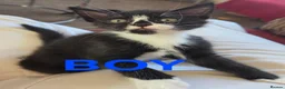 Mixed Breed cats for sale: 2 Beautiful Kittens ready for their forever home - Advert 3