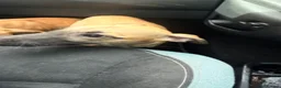 Whippet dogs for sale: WHIPPET PUPPIES  - Advert 7