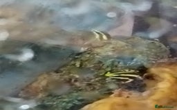 Frog reptiles for sale: Santa Isabella dart frogs froglets  - Image 1