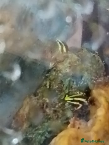 Frog reptiles - Advert 1