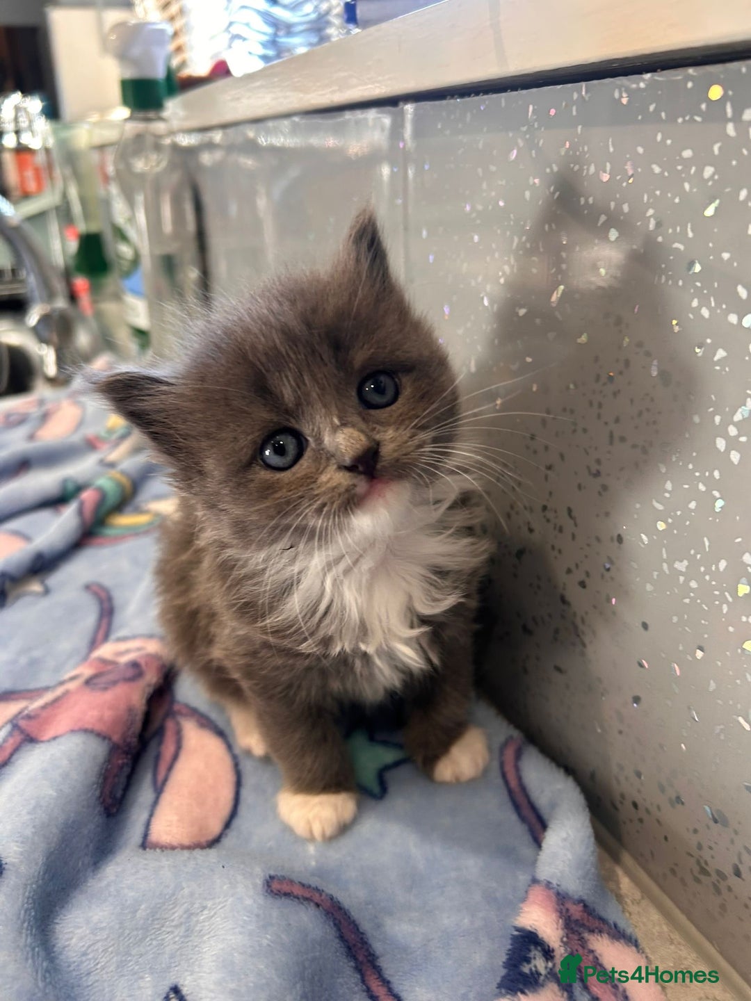 Ragamese cats for sale: 5 AMAZING BUNDLES OF JOY❤️❤️❤️PRICES VARY - Advert 4