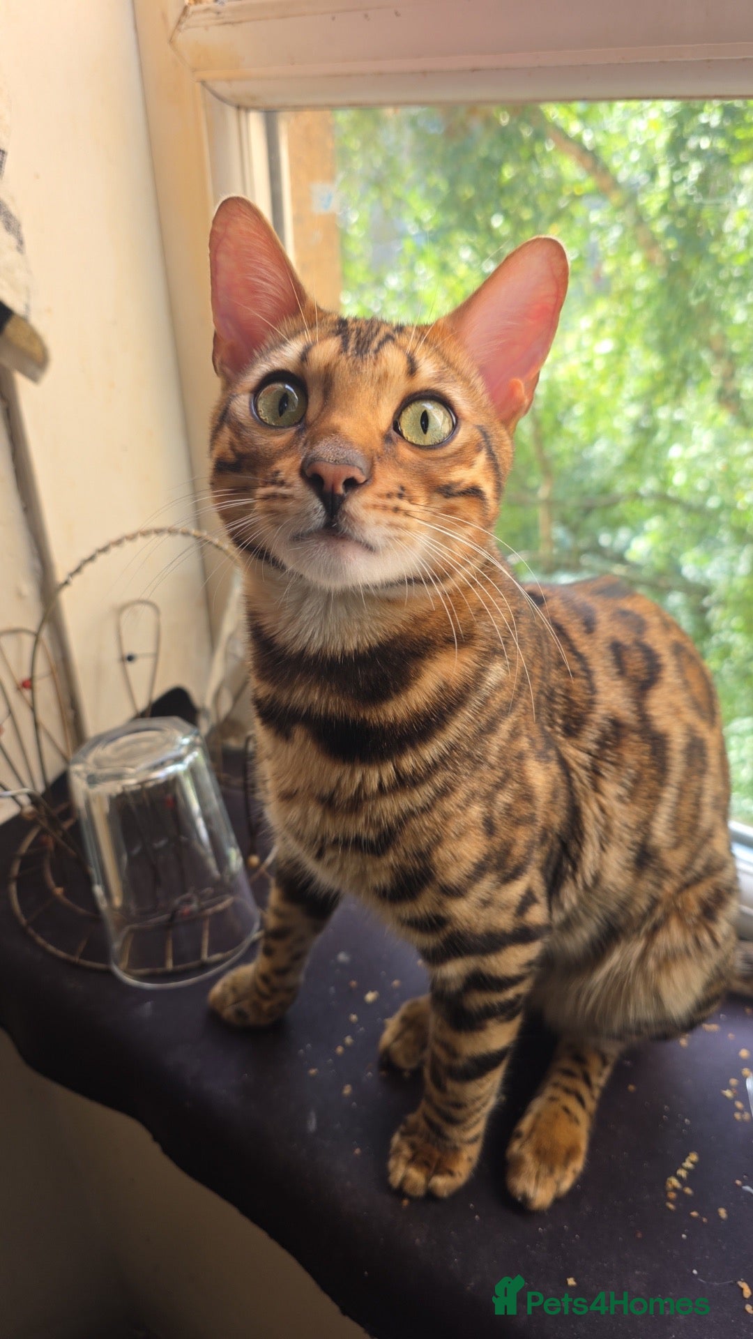 Bengal cats Bengal kitten - Advert 4