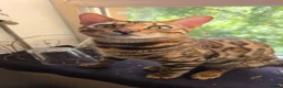 Bengal cats for sale: Bengal kitten - Advert 1