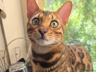 Bengal cats Bengal kitten - Advert 1